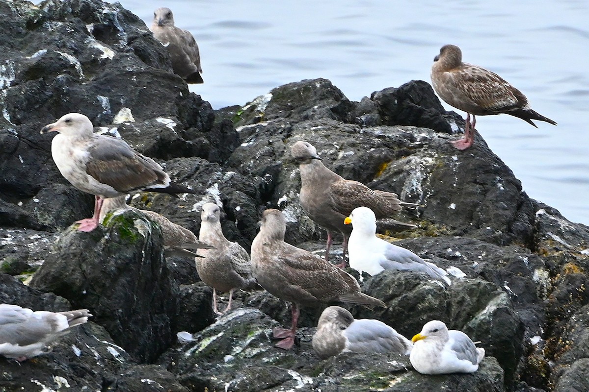 Western Gull - ML624610292
