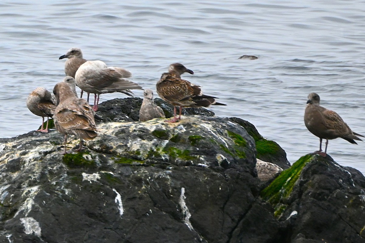 Western Gull - ML624610296