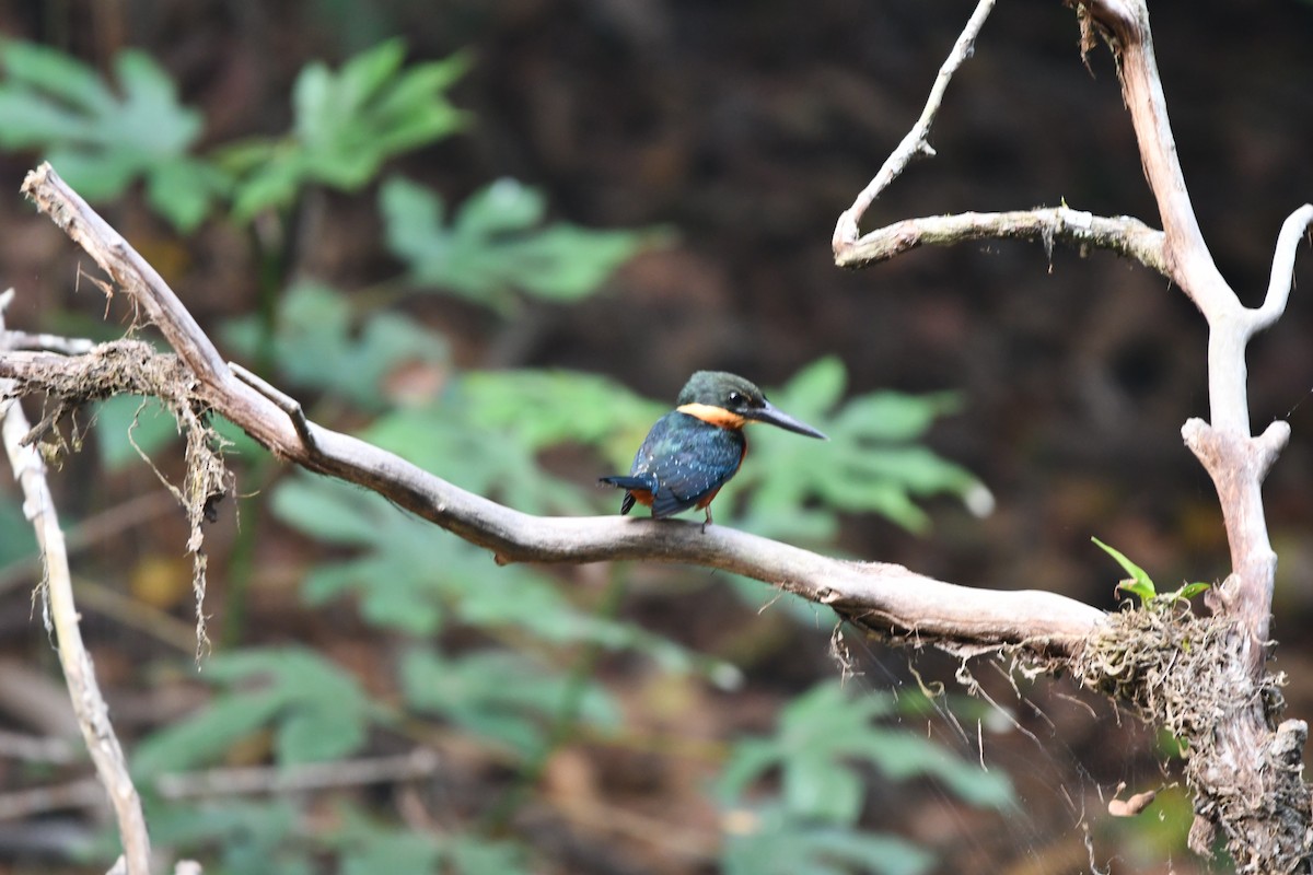 Green-and-rufous Kingfisher - ML624610297
