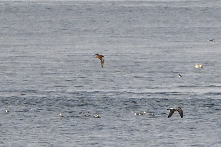 Short-tailed Shearwater - ML624610305