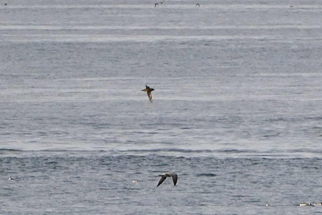 Short-tailed Shearwater - ML624610310