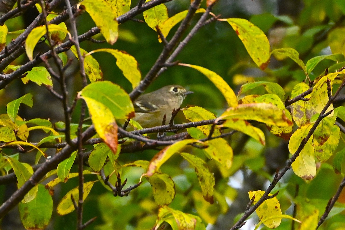 Hutton's Vireo - ML624610332