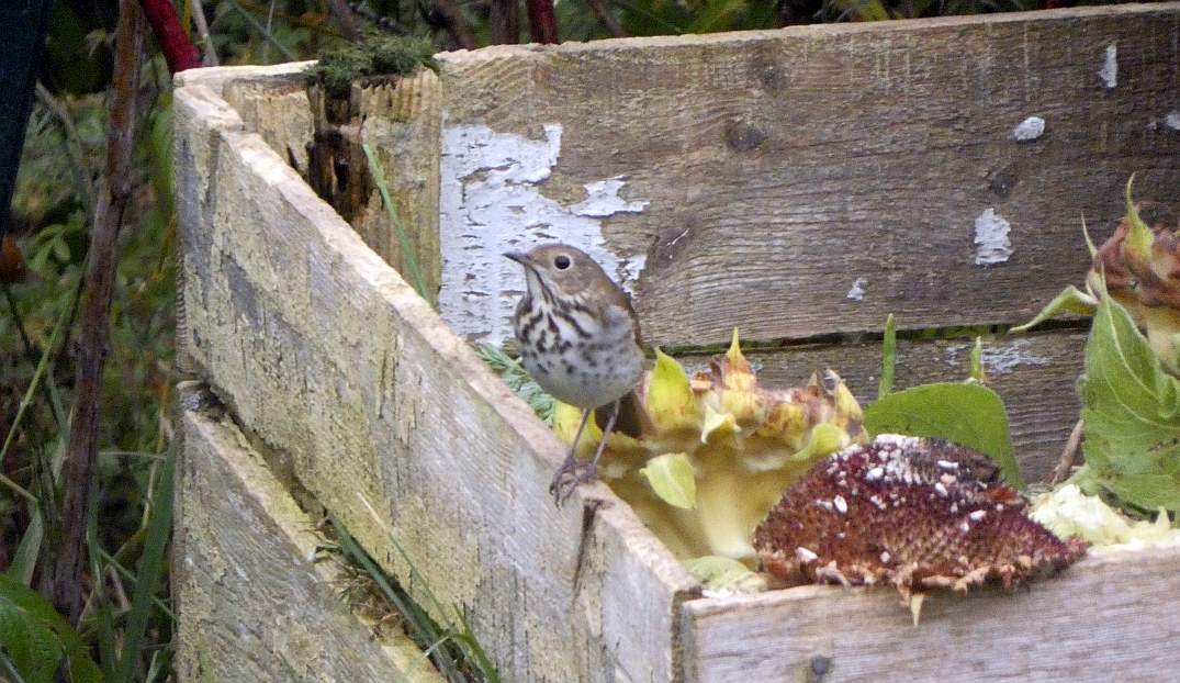 Hermit Thrush - ML624610368