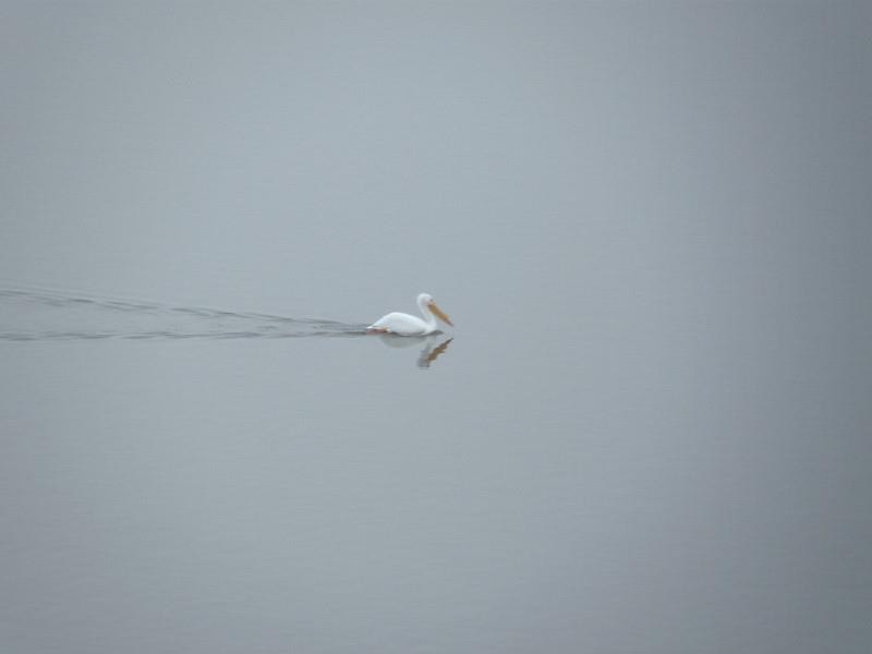 American White Pelican - ML624610495