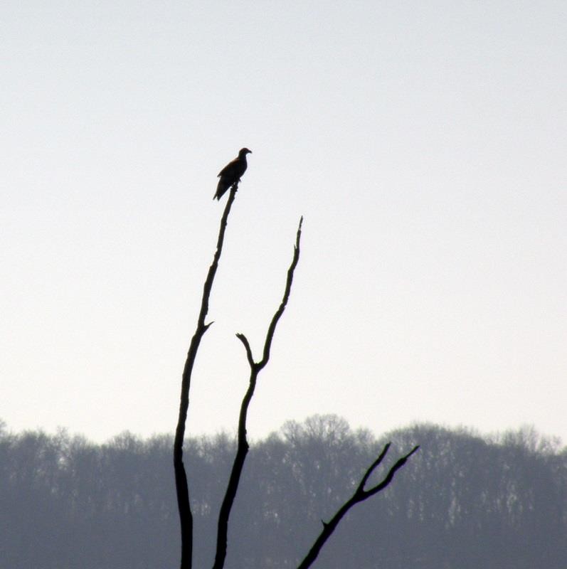Bald Eagle - ML624610557