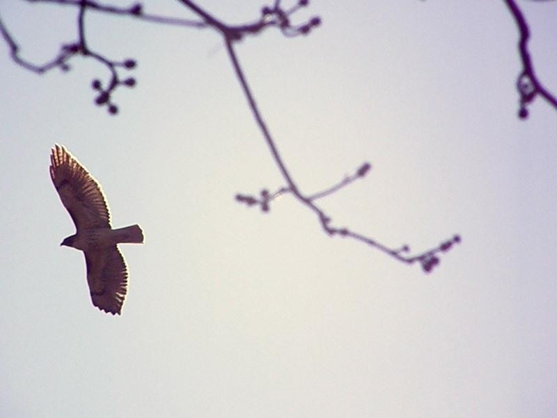 Red-tailed Hawk - ML624610574
