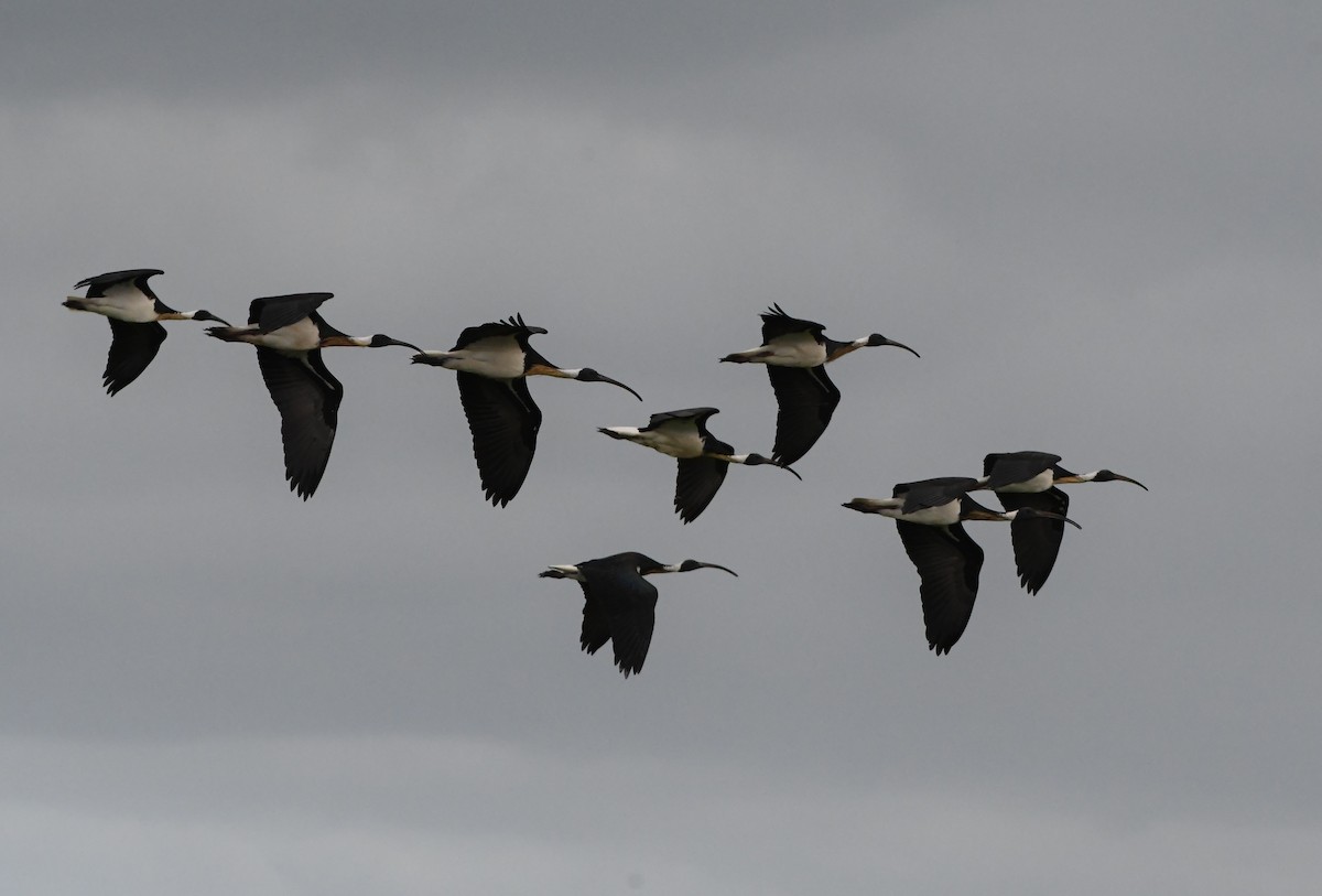 Straw-necked Ibis - ML624610634