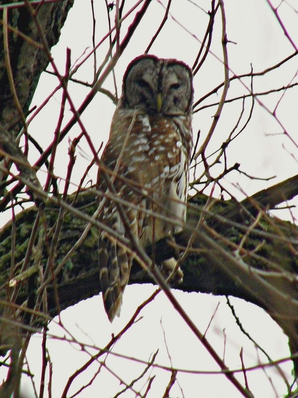 Barred Owl - ML624610762