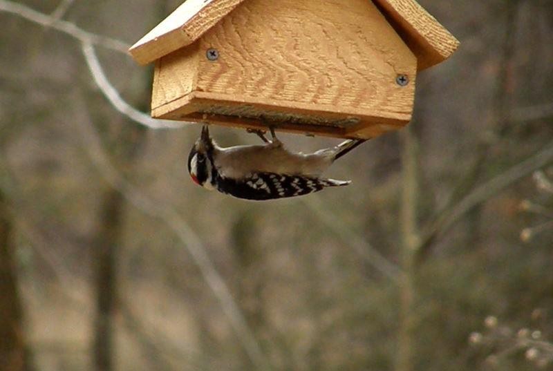 Downy Woodpecker - ML624610767