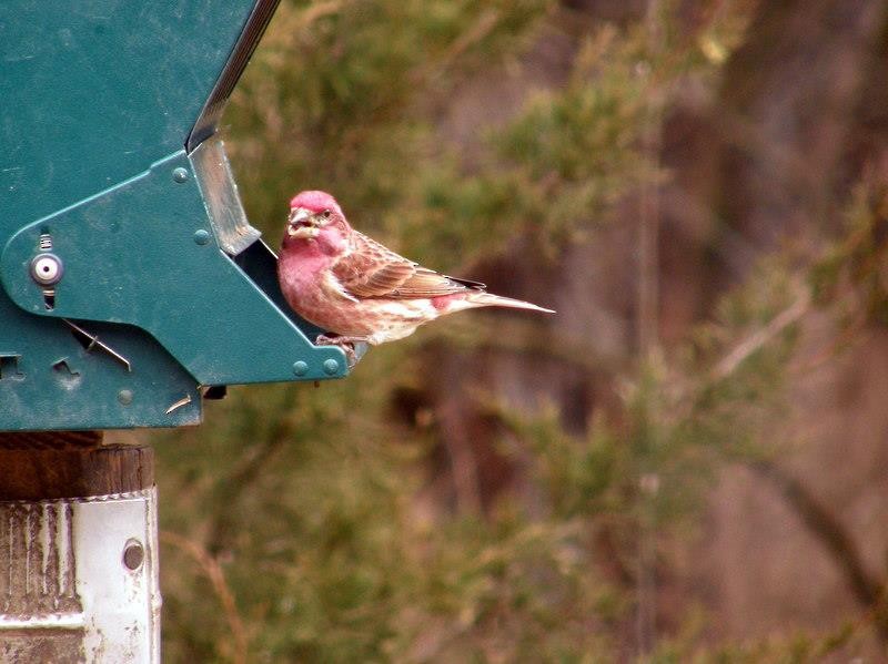 Purple Finch - ML624610775