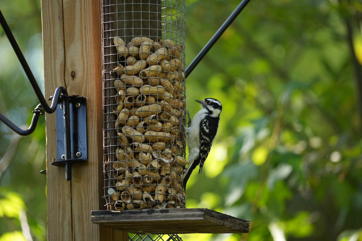 Downy Woodpecker - ML624610842