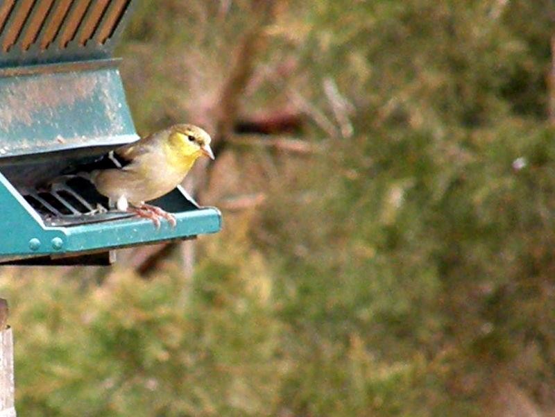 American Goldfinch - ML624610862