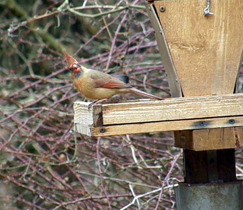 Northern Cardinal - ML624610877