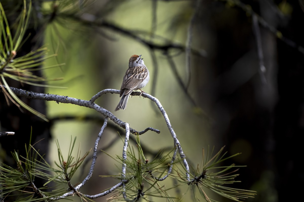 Chipping Sparrow - ML624611043