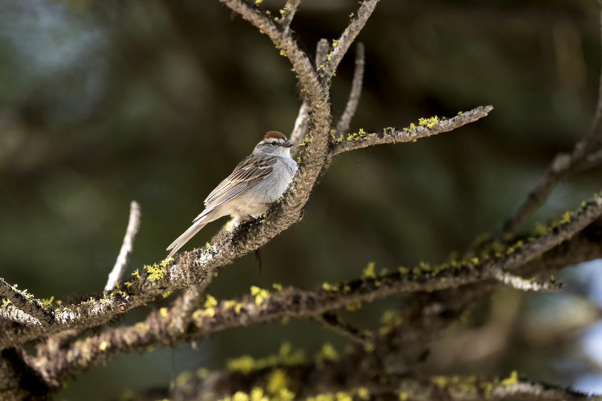 Chipping Sparrow - ML624611044