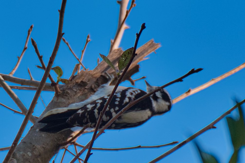 Downy Woodpecker - ML624611125