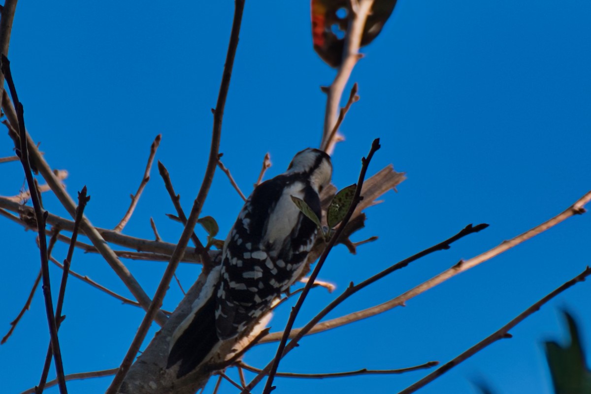 Downy Woodpecker - ML624611133