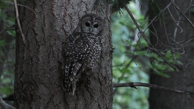 Spotted Owl (Mexican) - ML624611394