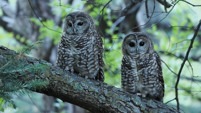 Spotted Owl (Mexican) - ML624611468