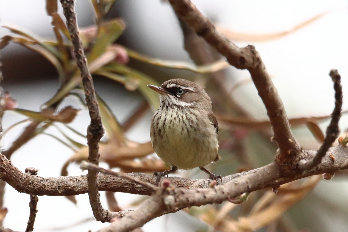 Spotted Scrubwren - Michael Taylor