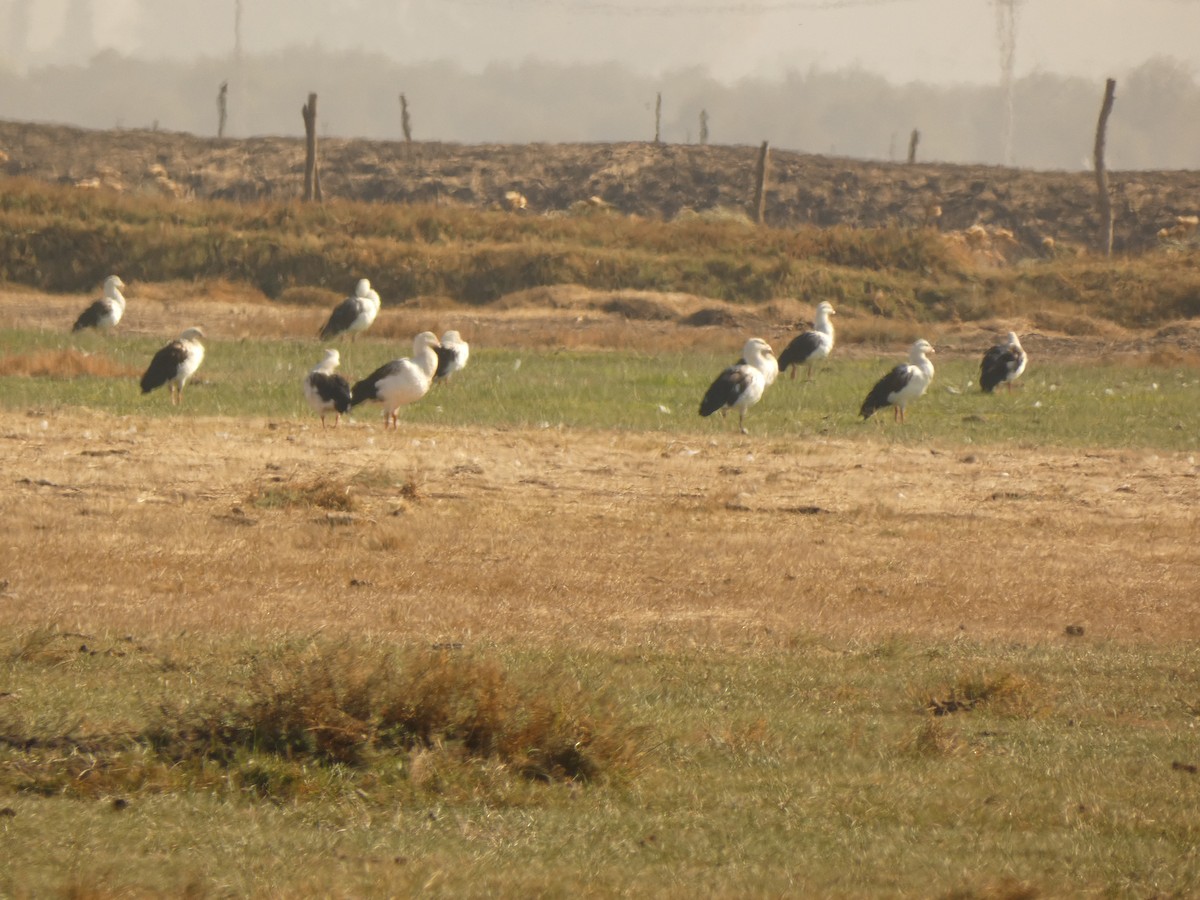 Andean Goose - ML624611484