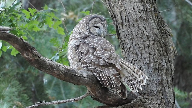 Spotted Owl (Mexican) - ML624611501