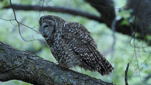 Spotted Owl (Mexican) - ML624611511