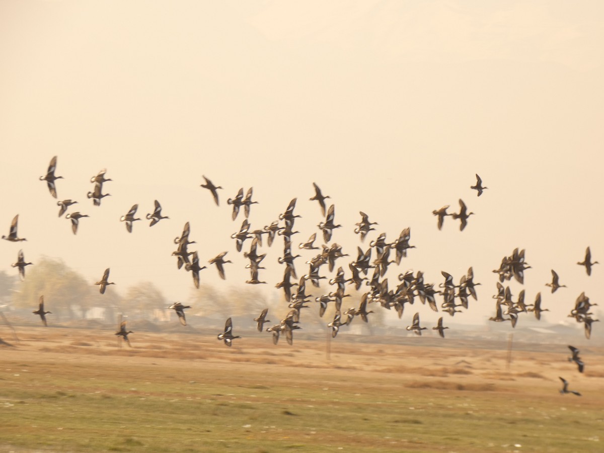 Chiloe Wigeon - ML624611519