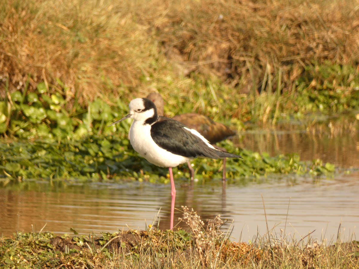 Black-necked Stilt - ML624611525