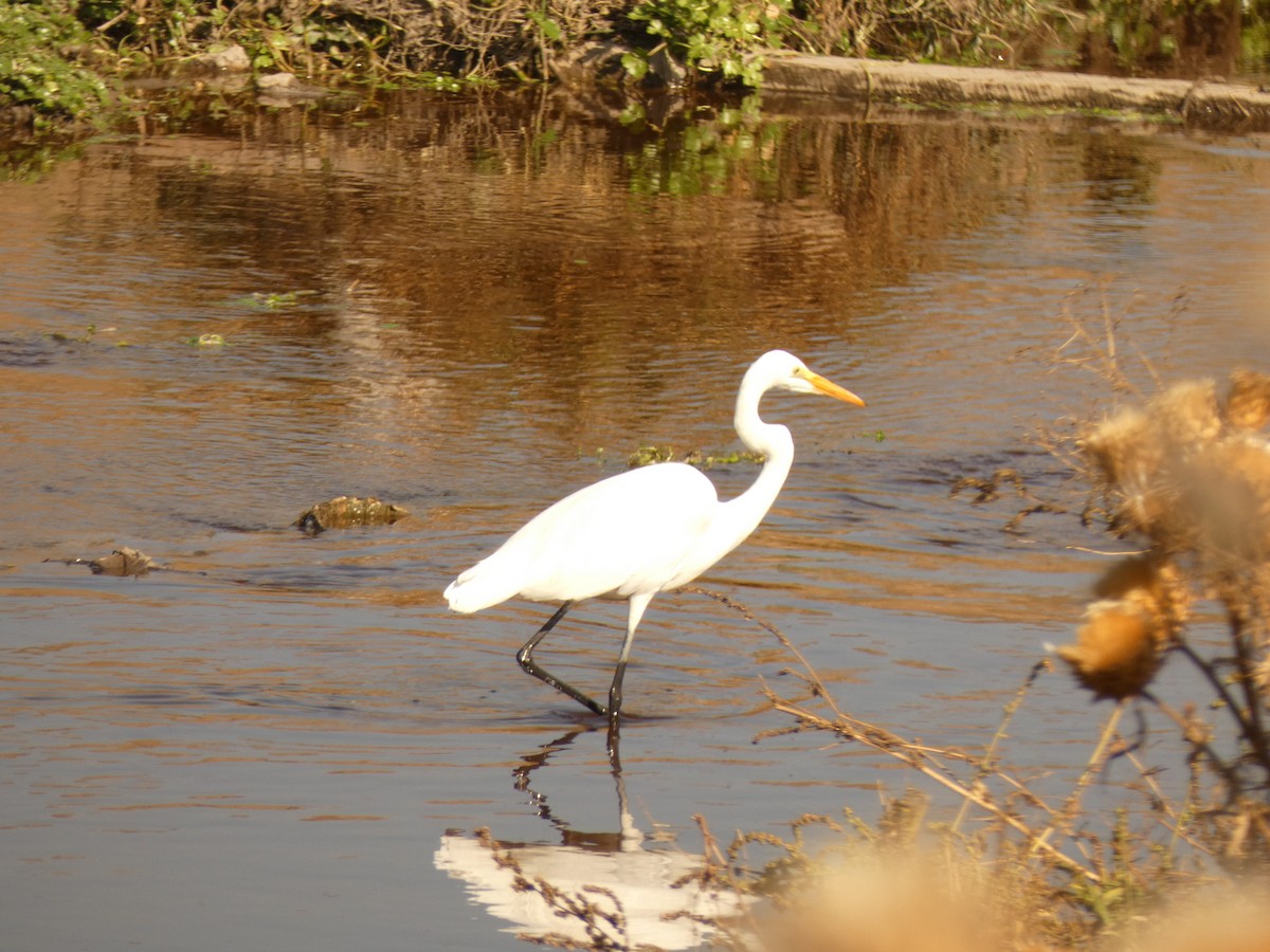 Great Egret - ML624611528