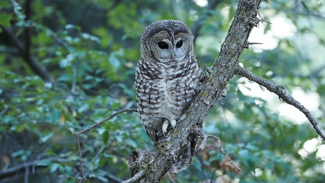 Spotted Owl (Mexican) - ML624611542