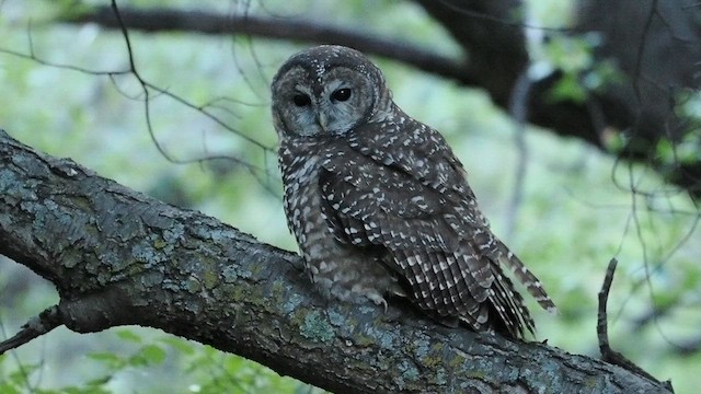 Spotted Owl (Mexican) - ML624611553