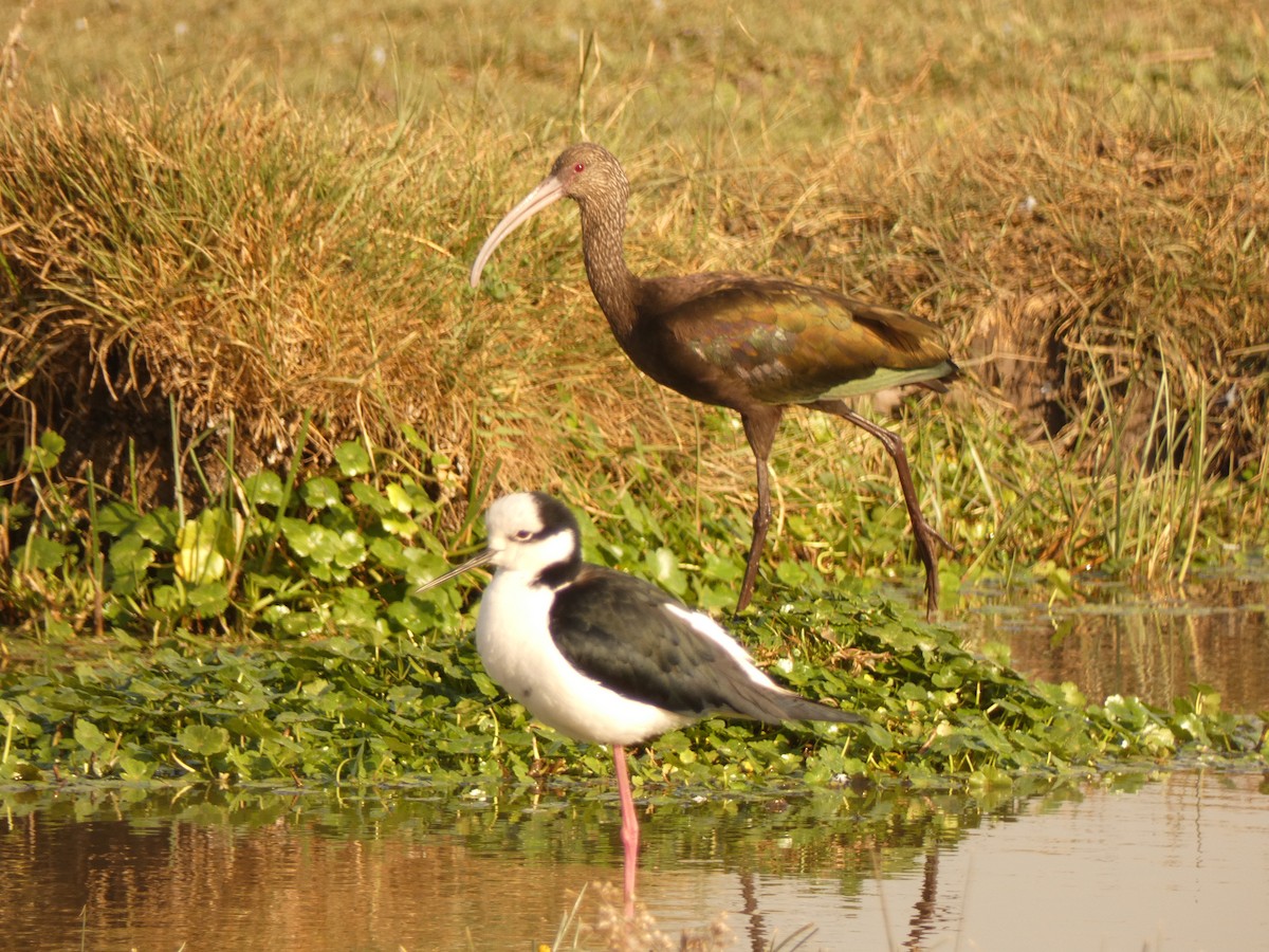 White-faced Ibis - ML624611555