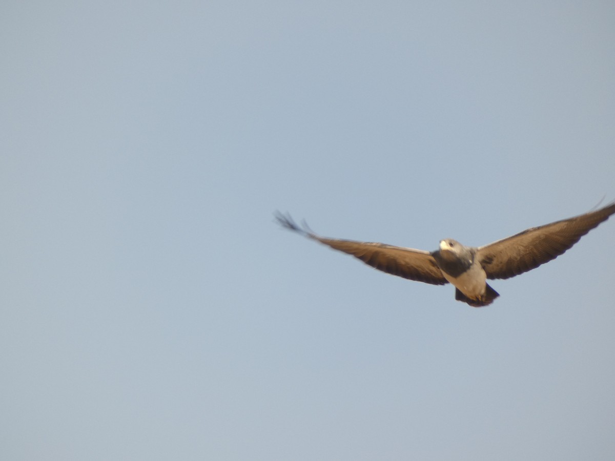 Black-chested Buzzard-Eagle - ML624611564