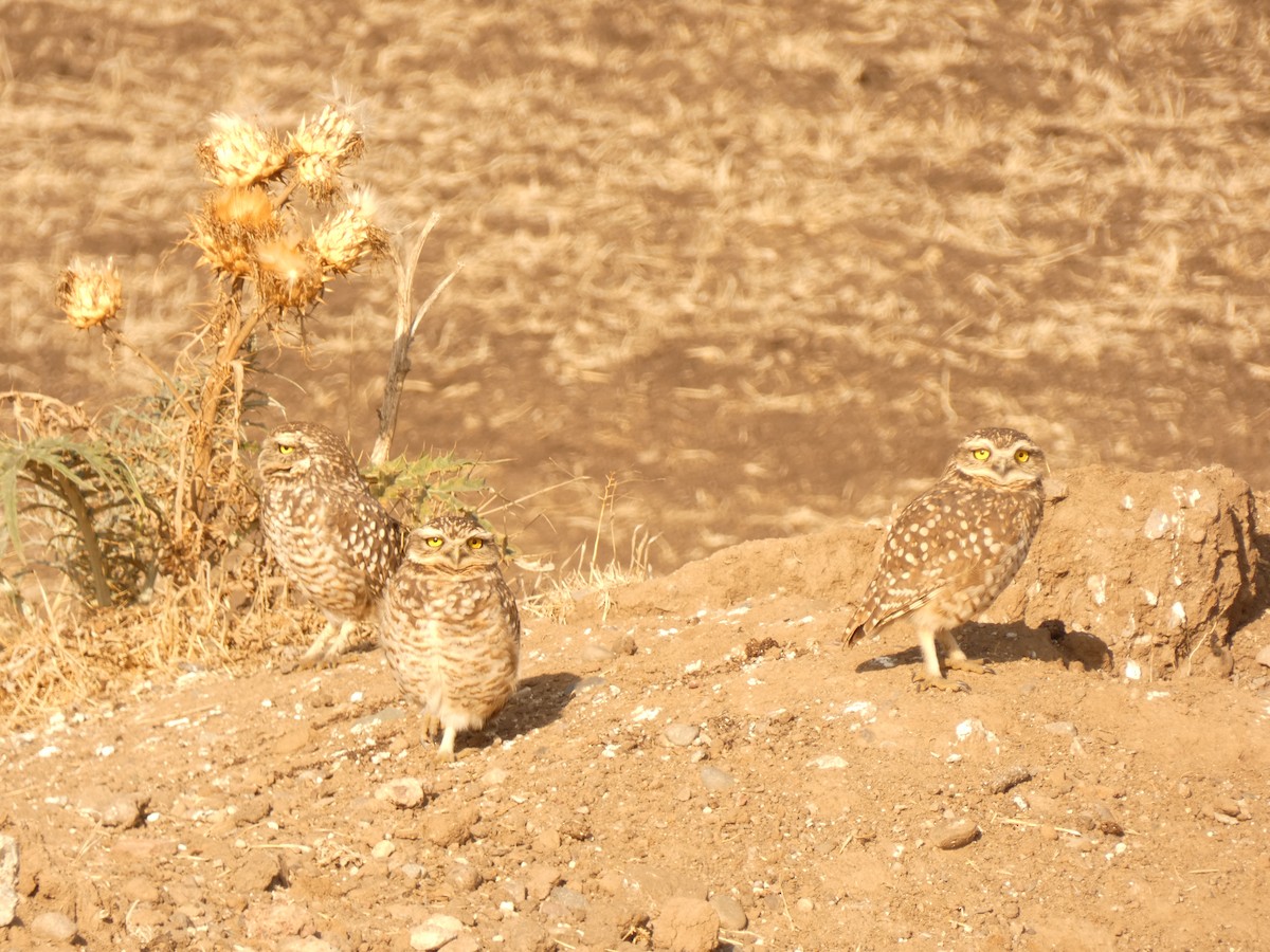 Burrowing Owl - ML624611573