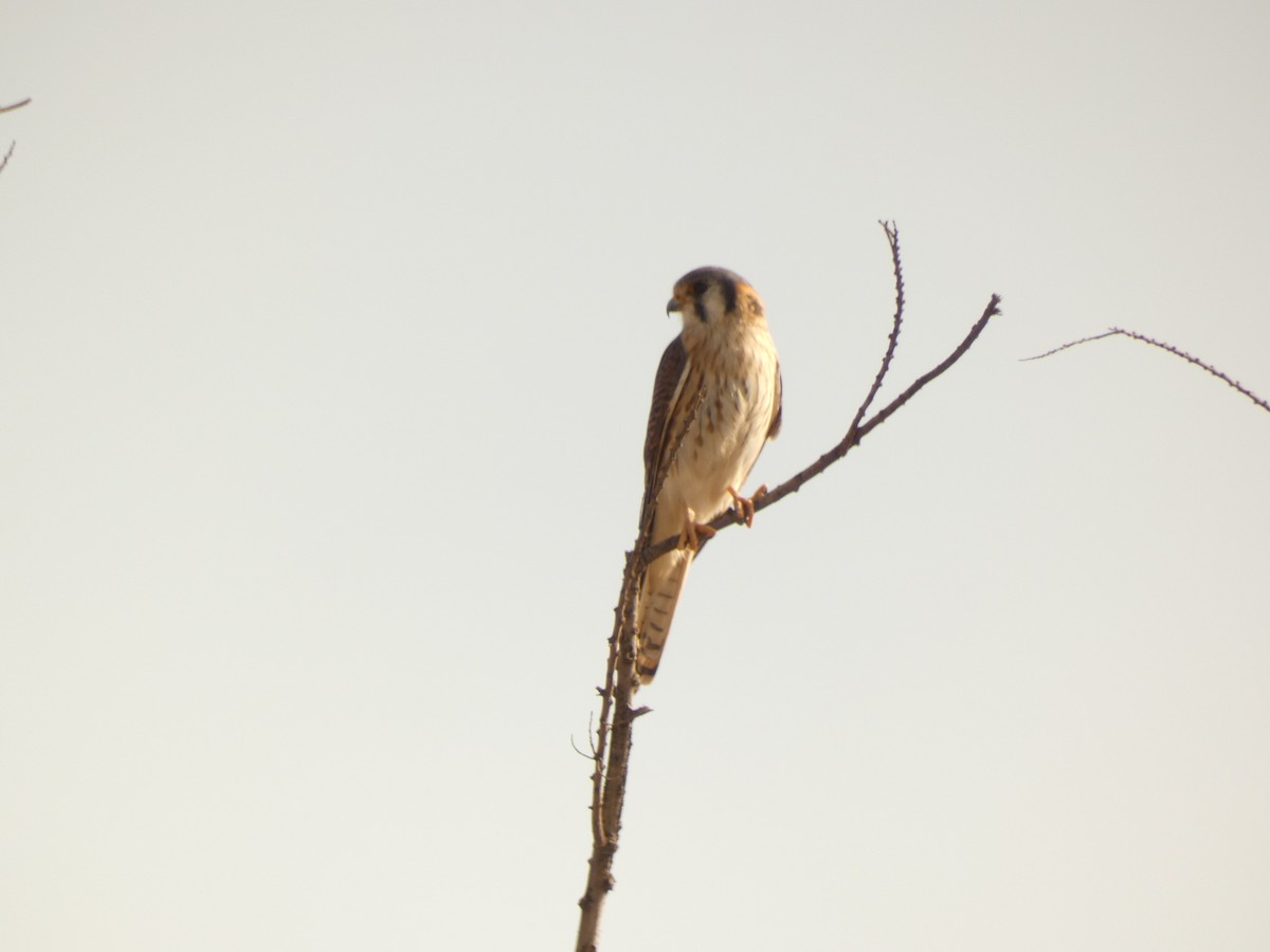 American Kestrel - ML624611581