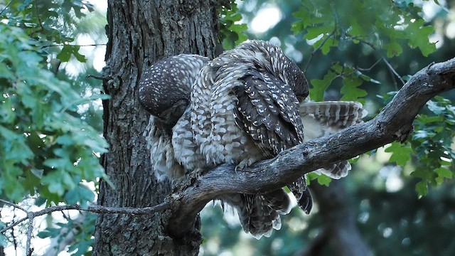 Spotted Owl (Mexican) - ML624611587
