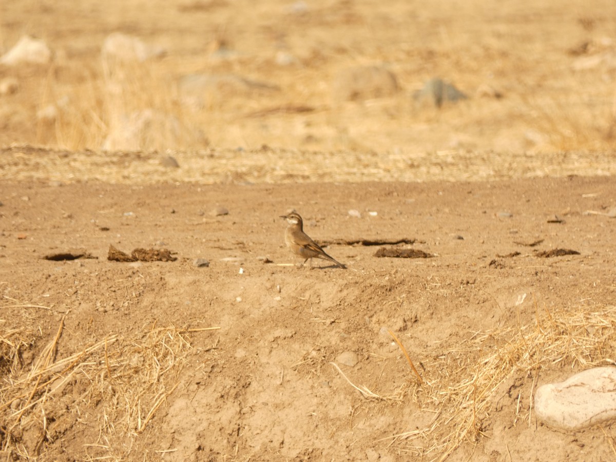 Buff-winged Cinclodes - ML624611588