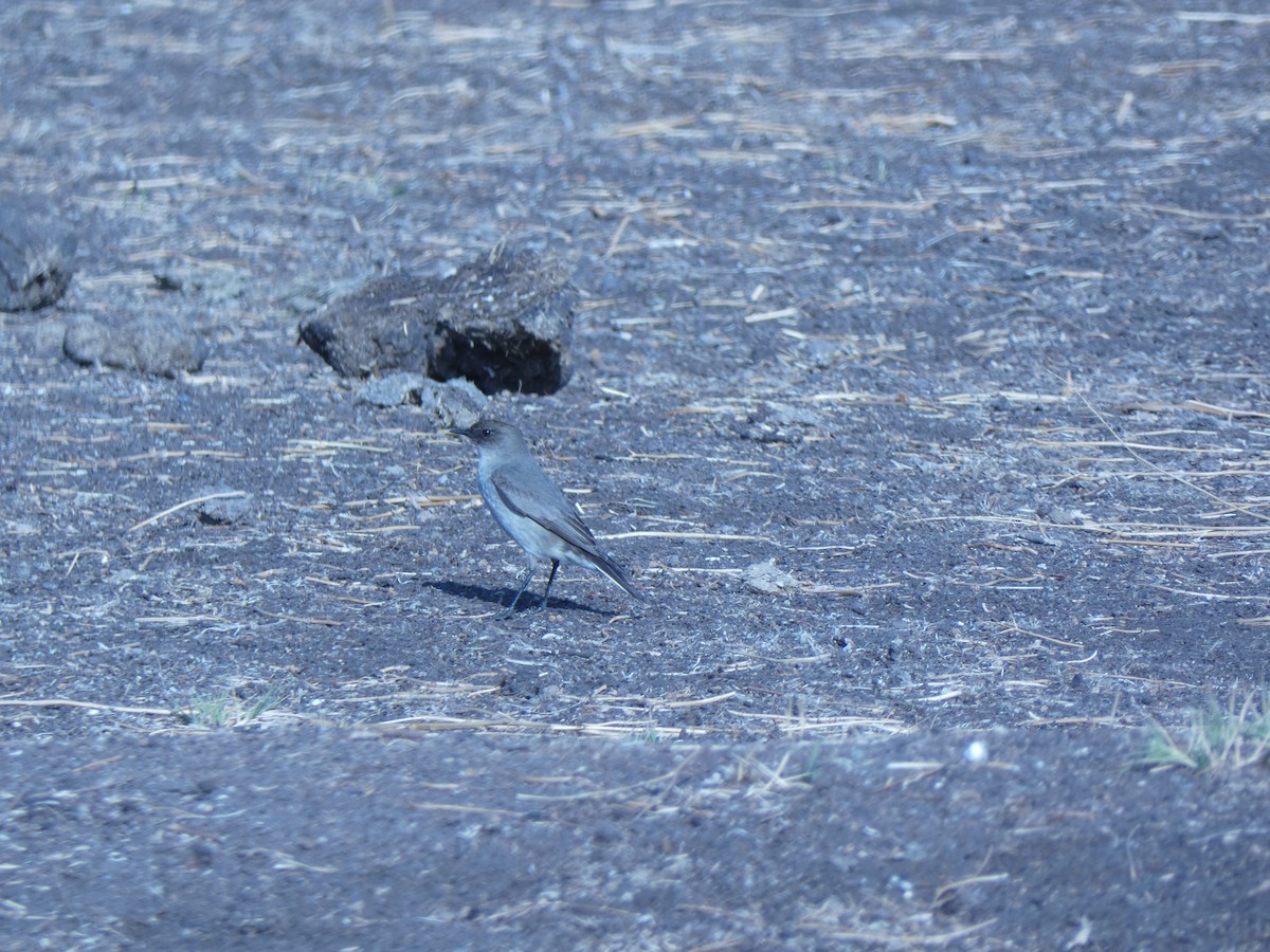 Dark-faced Ground-Tyrant - ML624611590