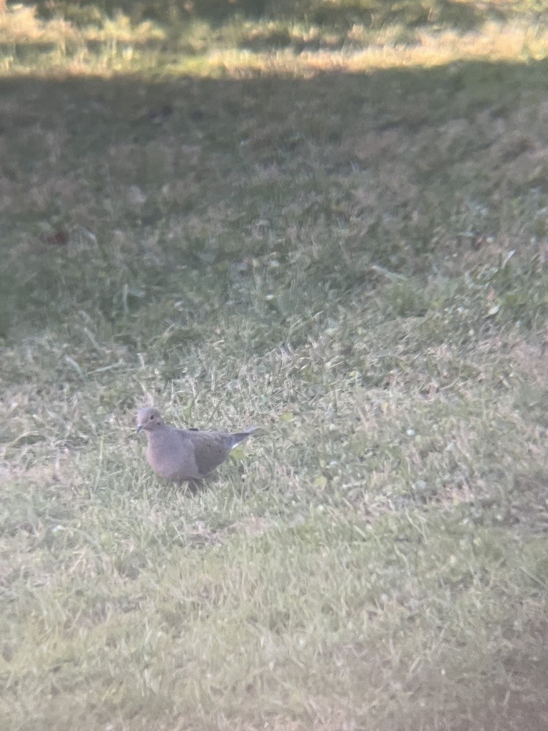 Mourning Dove - ML624611606