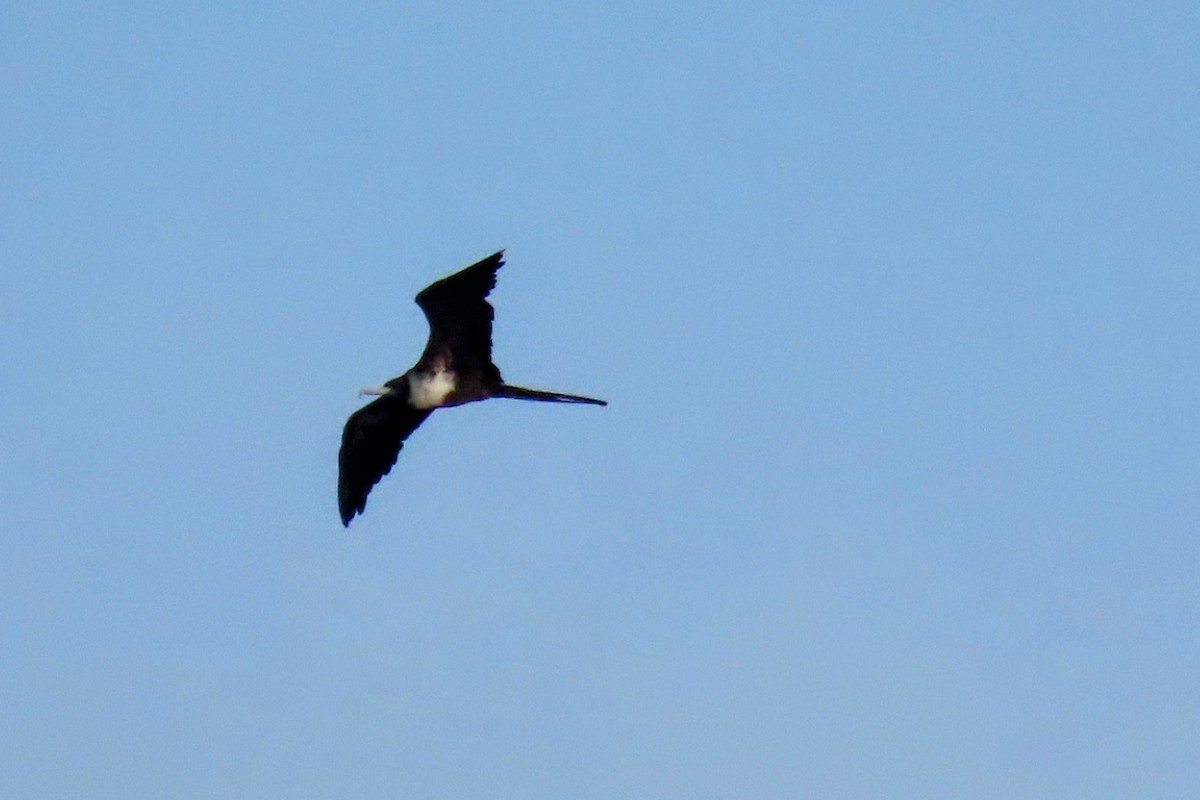 Magnificent Frigatebird - ML624611683
