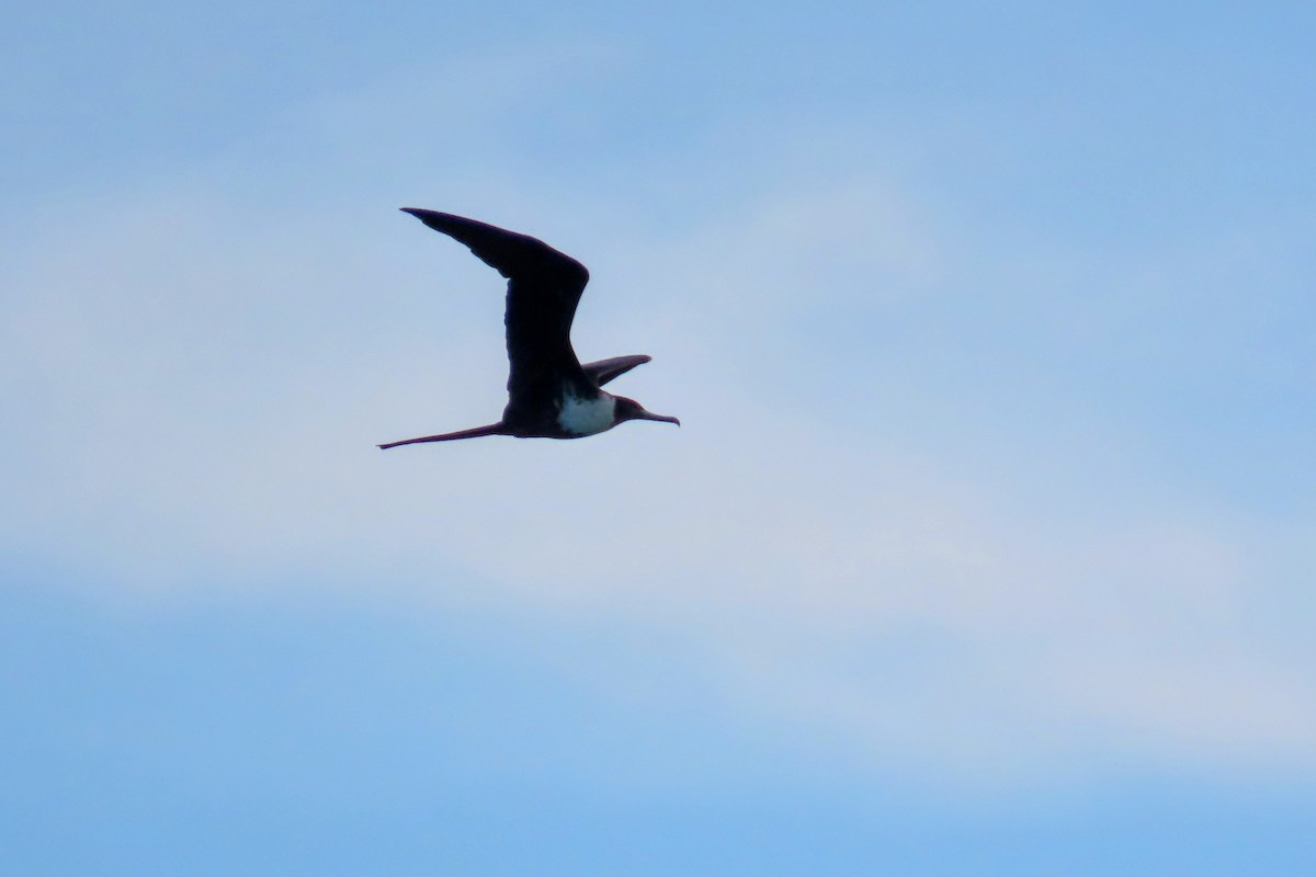 Magnificent Frigatebird - ML624611684