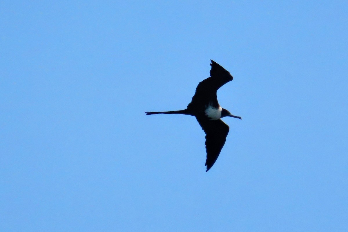 Magnificent Frigatebird - ML624611685