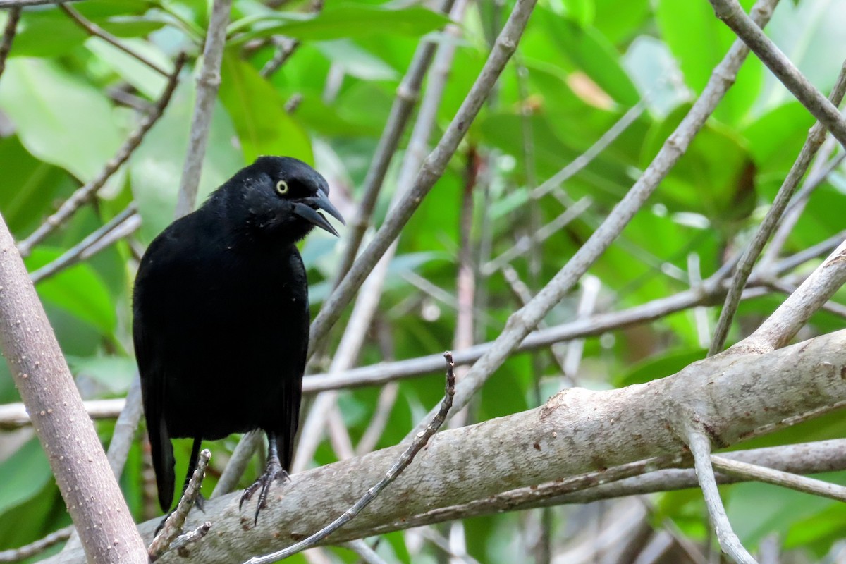 Greater Antillean Grackle - ML624611692