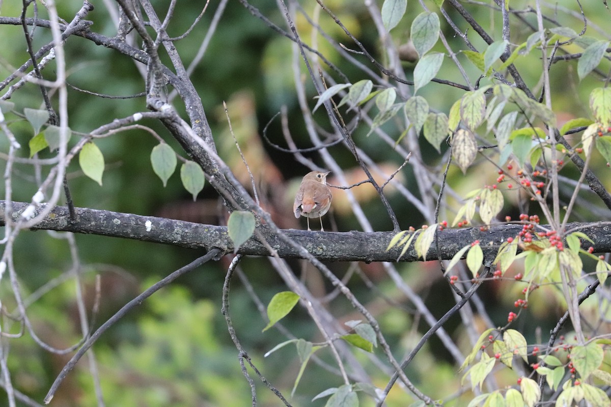 Hermit Thrush - ML624611696