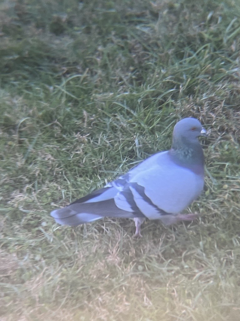 Rock Pigeon (Feral Pigeon) - ML624611825