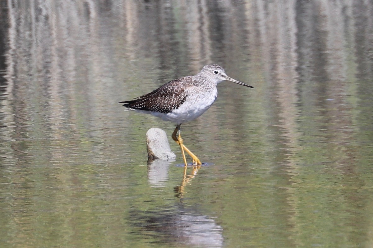 Greater Yellowlegs - ML624611834