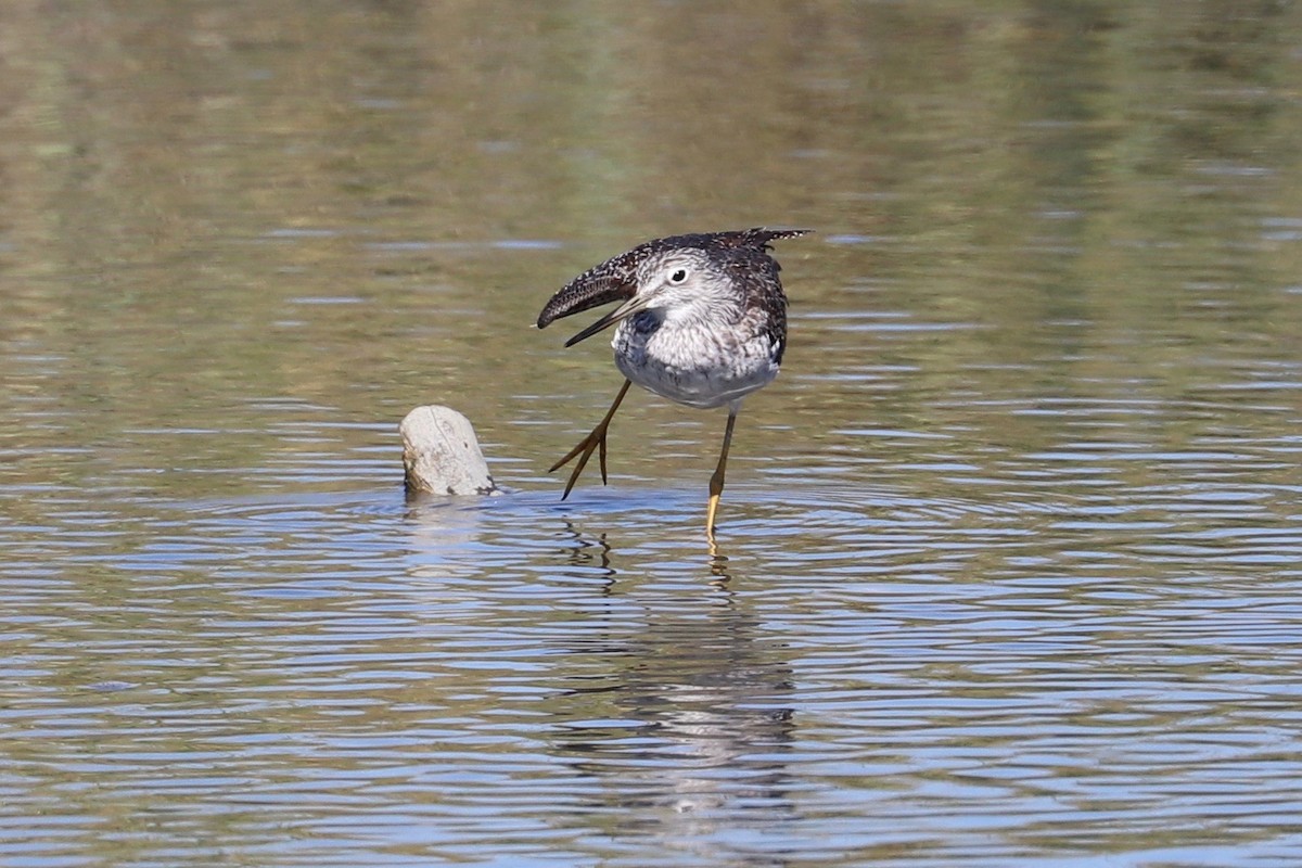 Greater Yellowlegs - ML624611835