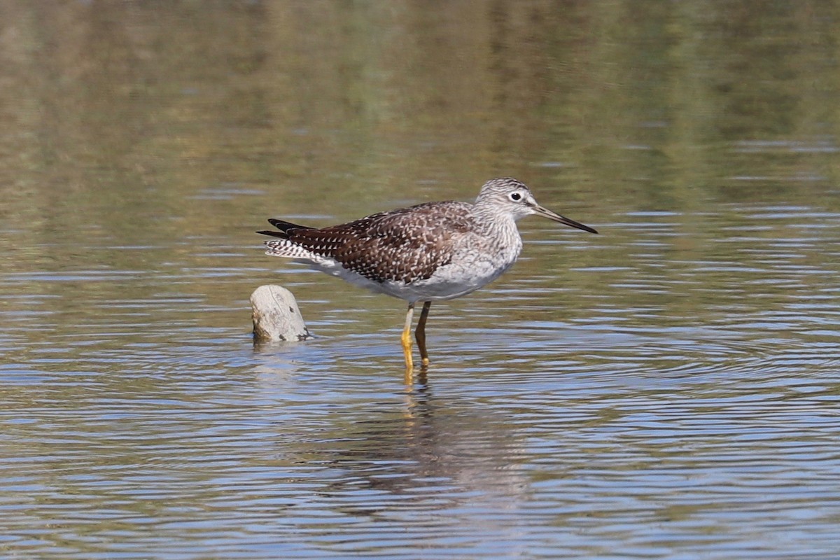Greater Yellowlegs - ML624611836