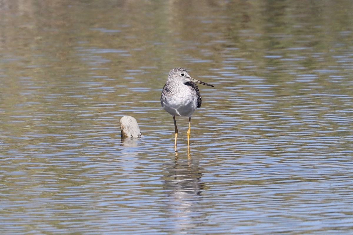 Greater Yellowlegs - ML624611837